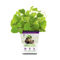Live Catnip K40027