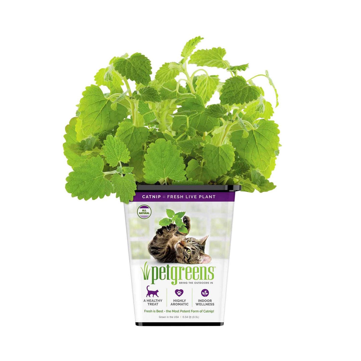 Live Catnip K40027