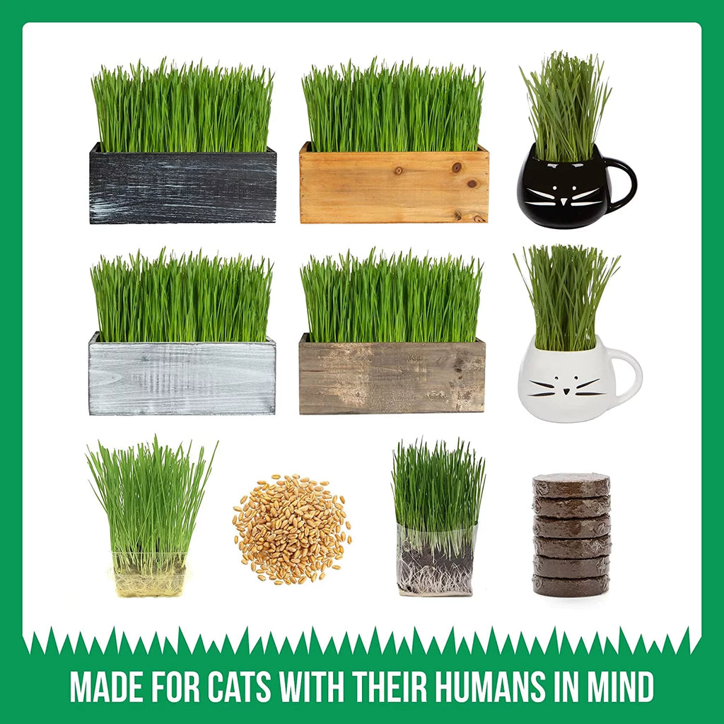 Organic Cat Grass Kit with Wood Planter, Seed and Soil F495
