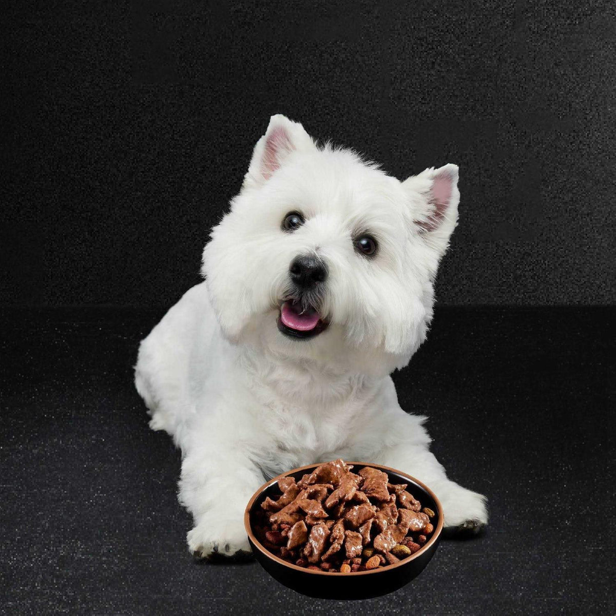 Filets in Gravy Wet Dog Food Variety Pack Y134499