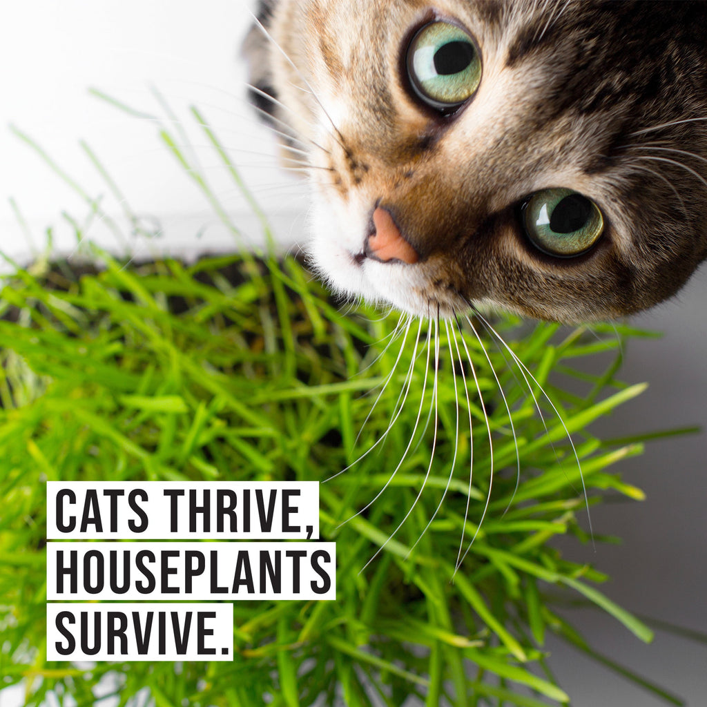 Organic Cat Grass Kit with Wood Planter, Seed and Soil F495