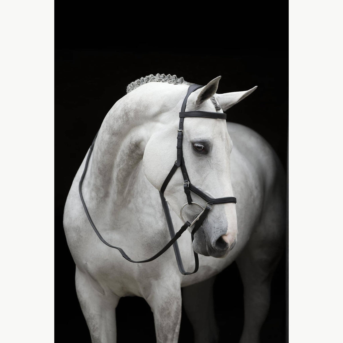 Competition Bridle P993