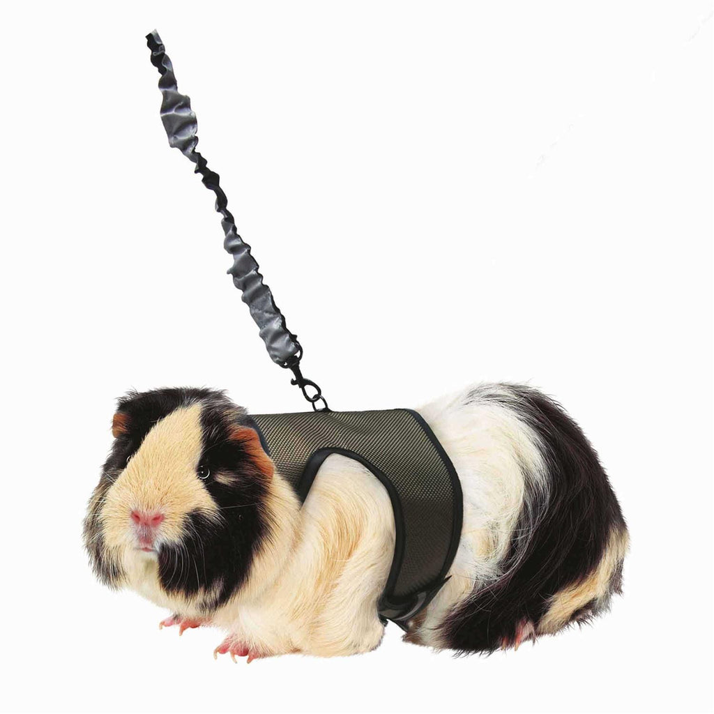 Comfort Harness Stretchy Leash G96751