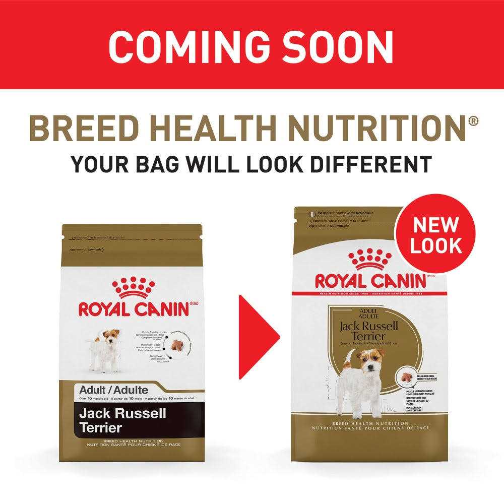 Adult Jack Russell Terrier Dry Dog Food Y629314