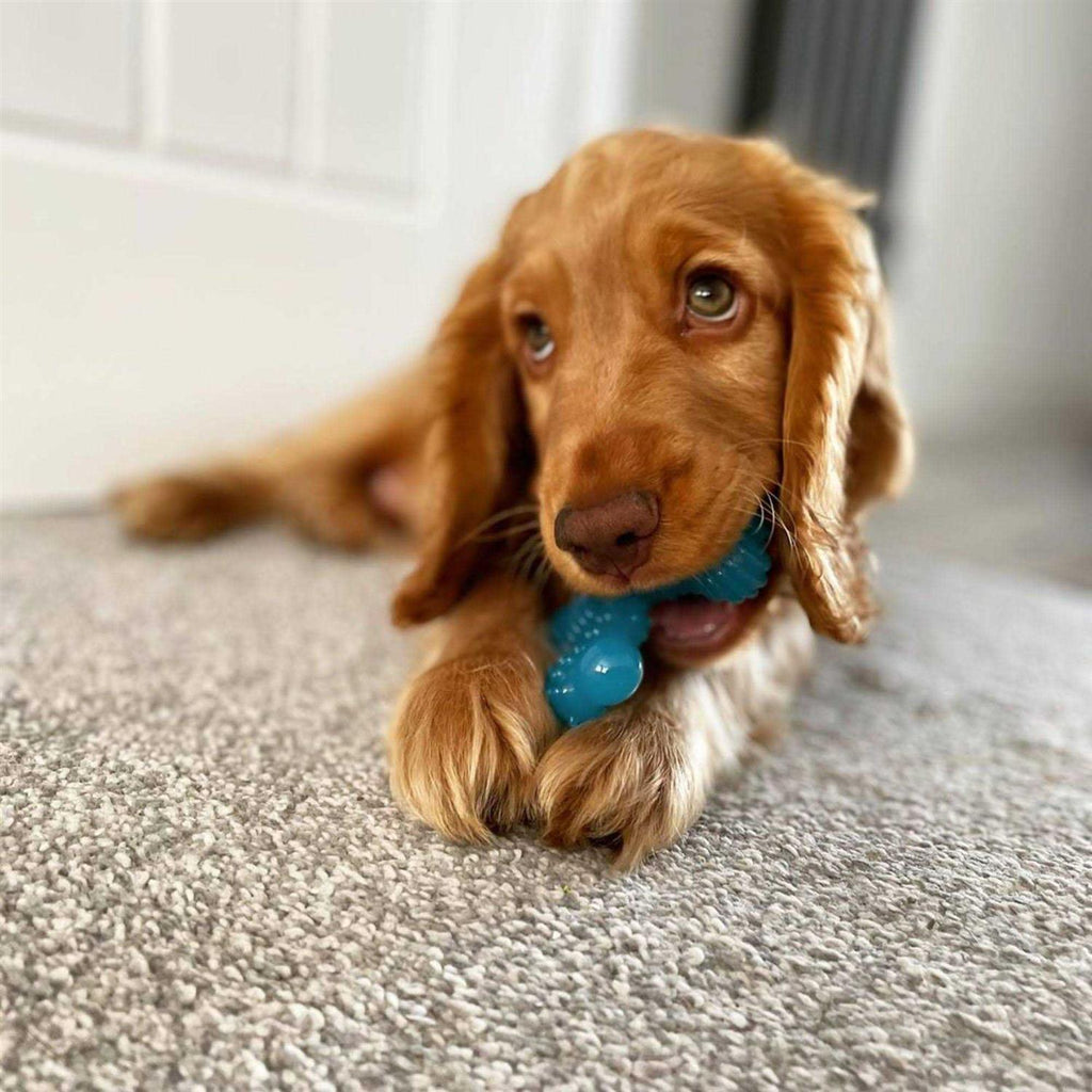 Puppy Chew Toy E7346
