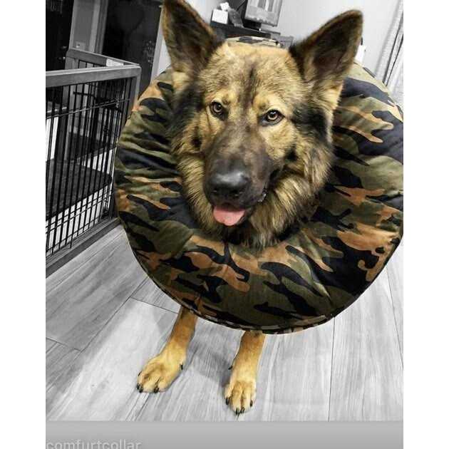Dog & Cat Recovery Collar H561
