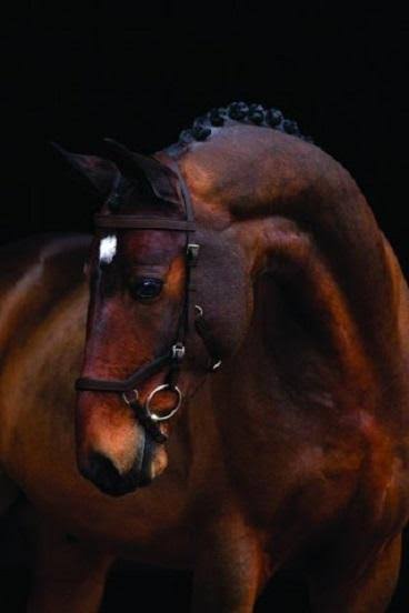 Competition Bridle P993