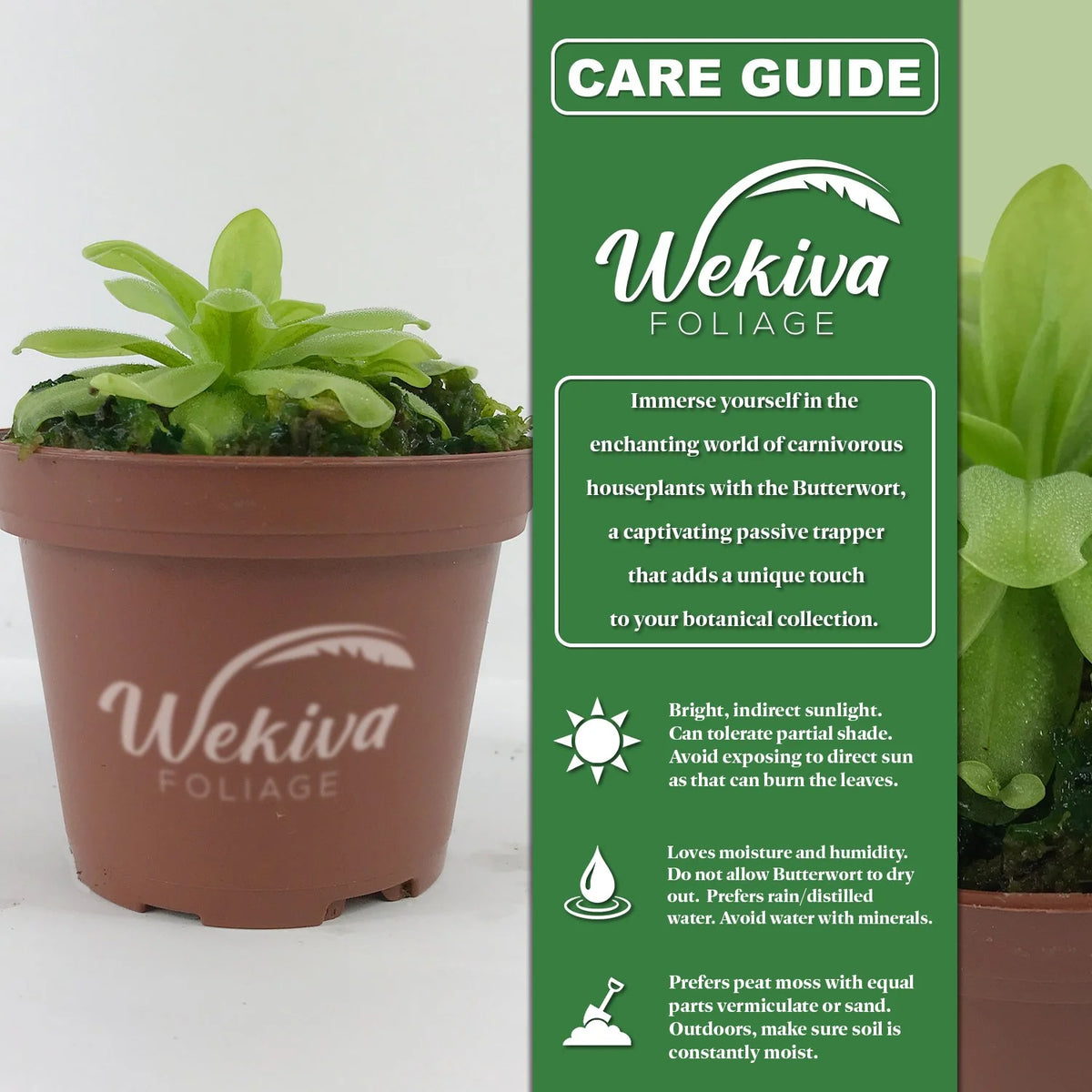 Live Carnivorous Butterwort Plant in 3 Inch Pot L266894