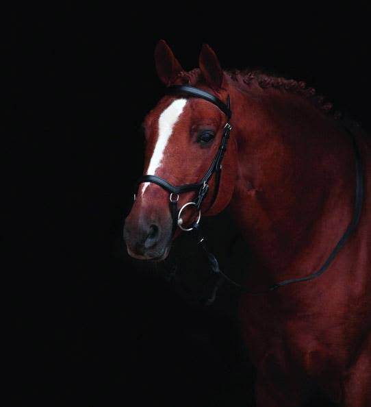 Competition Bridle P993