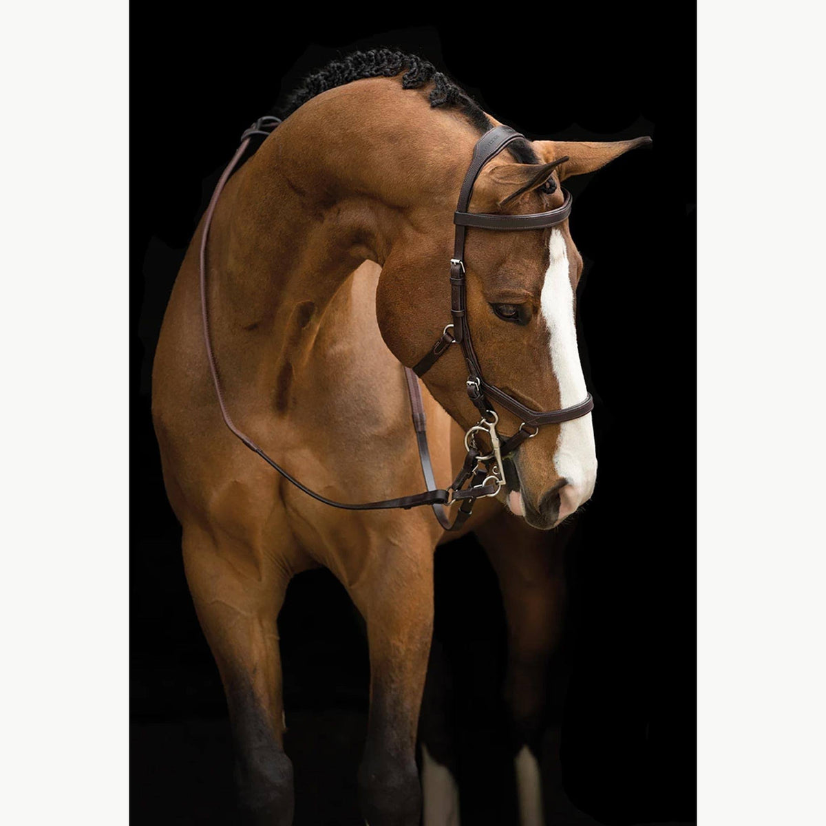 Competition Bridle P993
