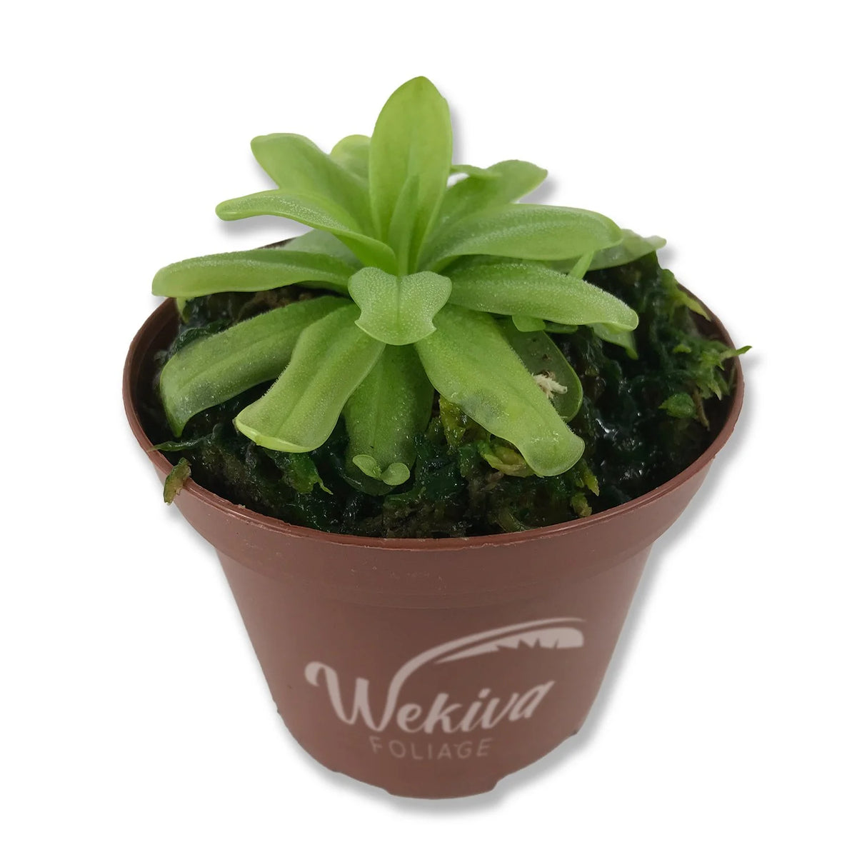 Live Carnivorous Butterwort Plant in 3 Inch Pot L266894