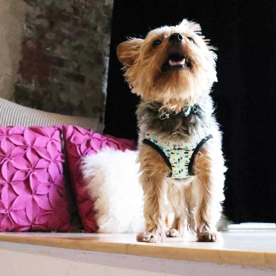 Canvas Dog Harness J3492