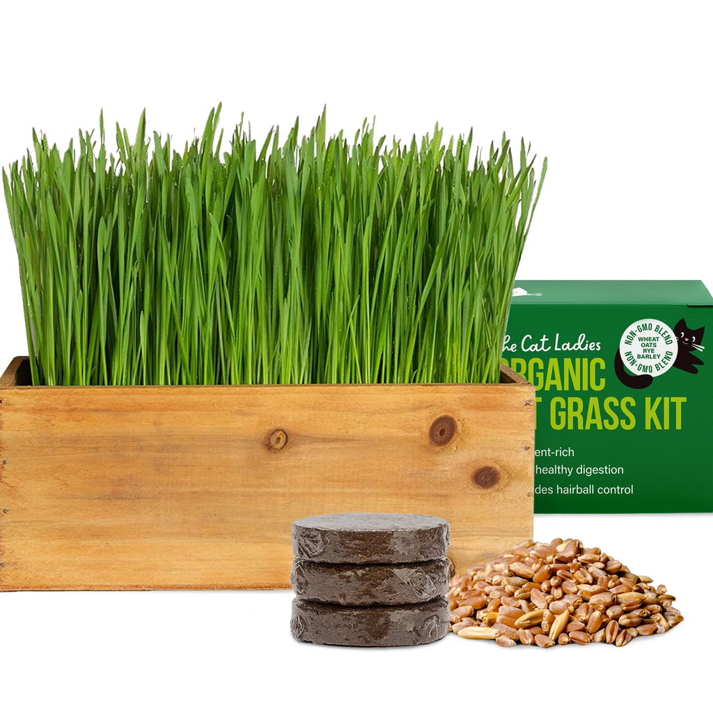 Organic Cat Grass Kit with Wood Planter, Seed and Soil F495