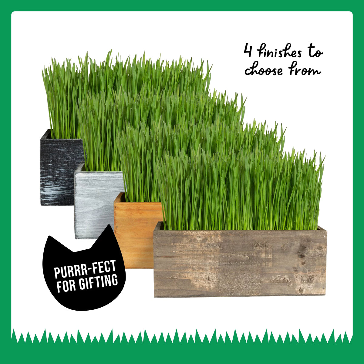 Organic Cat Grass Kit with Wood Planter, Seed and Soil F495
