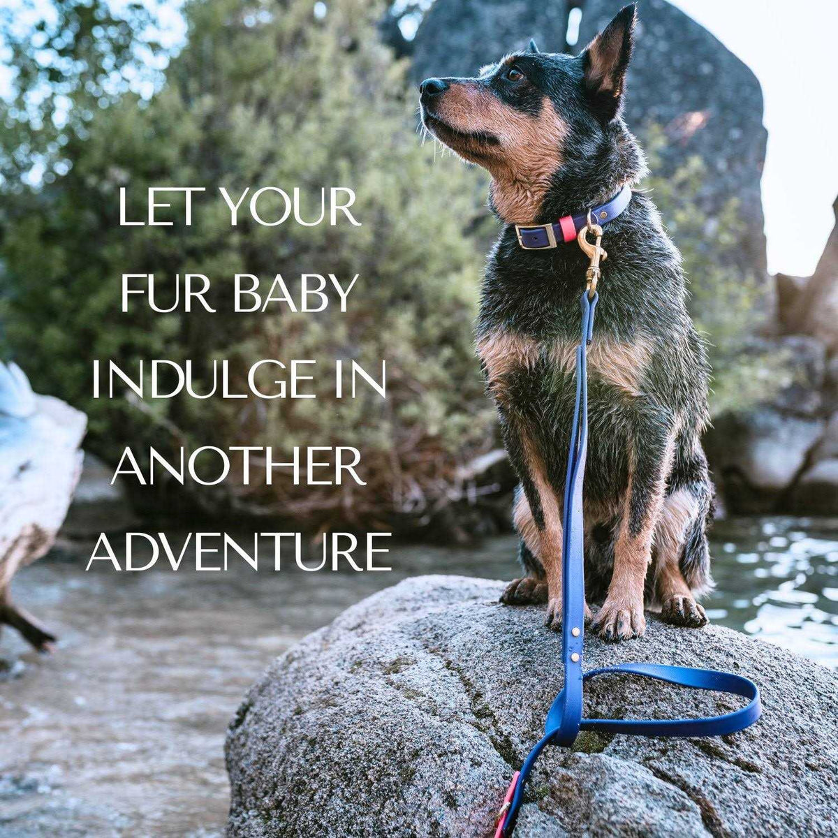 Waterproof & Odorless Dog Collar V27236